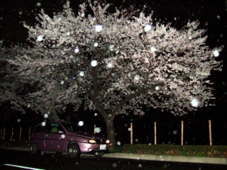 Y&夜桜