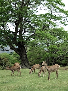 金華山の鹿