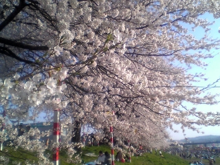一目千本桜